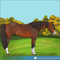 Horse Color:Bay Splash