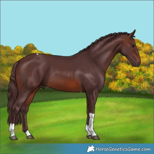 Horse Color:Chocolate Brown Tobiano