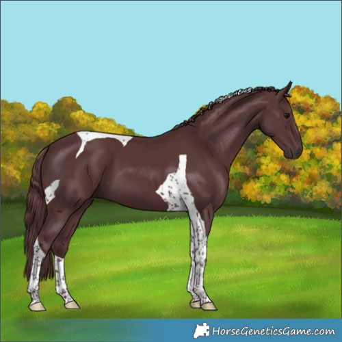 Horse Color:Chocolate Black Tobiano