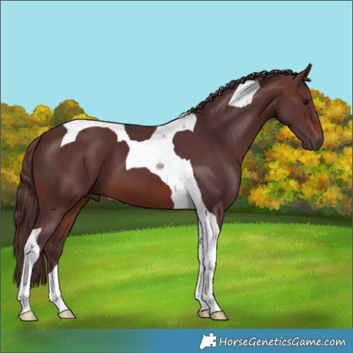 Horse Color:Chocolate Brown Tobiano