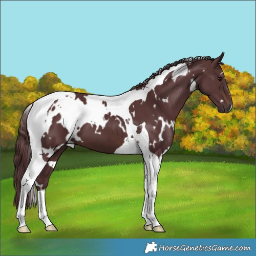 Horse Color:White Spotted Chocolate Brown Tobiano 