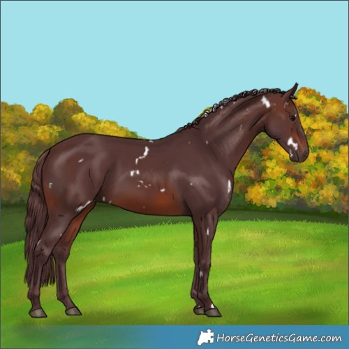 Horse Color:White Spotted Chocolate Brown
