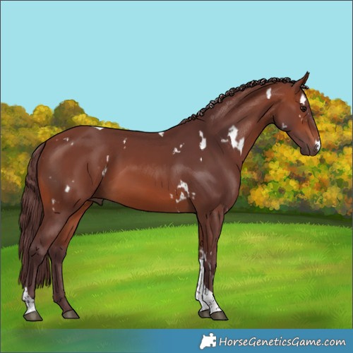 Horse Color:White Spotted Chocolate Brown Tobiano 