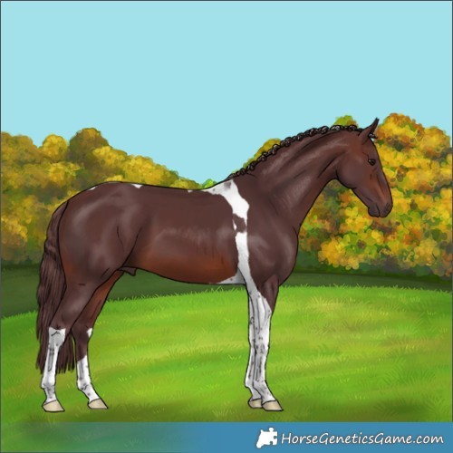 Horse Color:Chocolate Brown Tobiano 