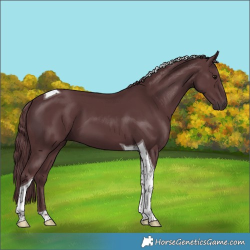 Horse Color:Chocolate Black Tobiano