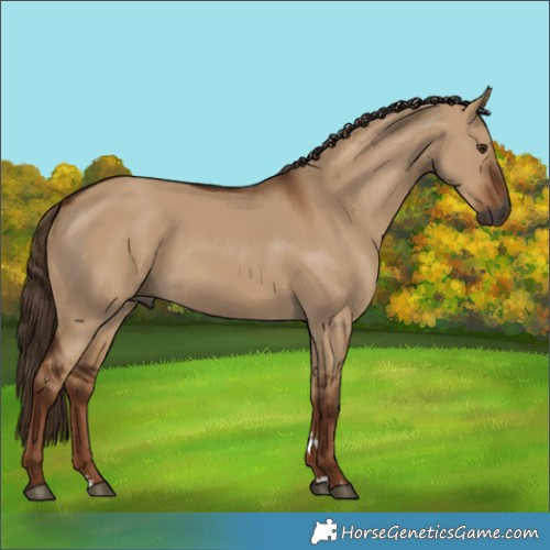 Horse Color:Gray Red Dun 