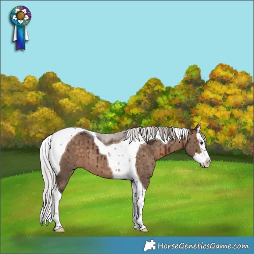 Horse Color:Silver Brown Dun Splash Tobiano Brindle 