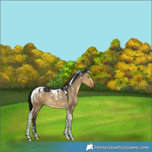 Horse Color:Powder White Gray Buckskin Dun Tobiano 