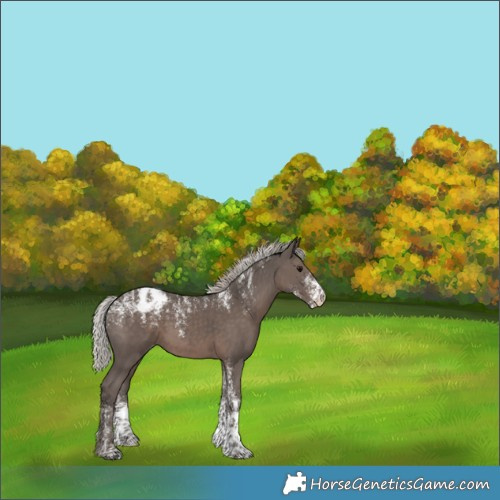 Horse Color:Powder White Silver Black Appaloosa 