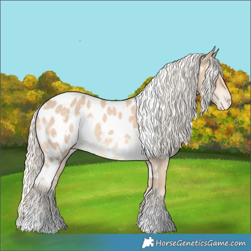 Horse Color:White Spotted Cremello Appaloosa