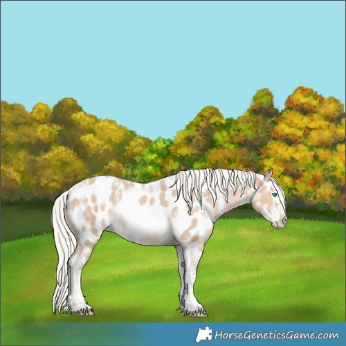 Horse Color:Powder White Silver Smoky Creme Splash Near Leopard 