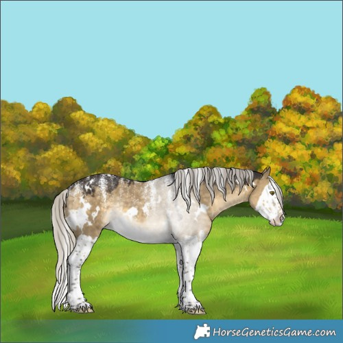 Horse Color:Powder White White Spotted Silver Buckskin Dun Splash Rabicano 