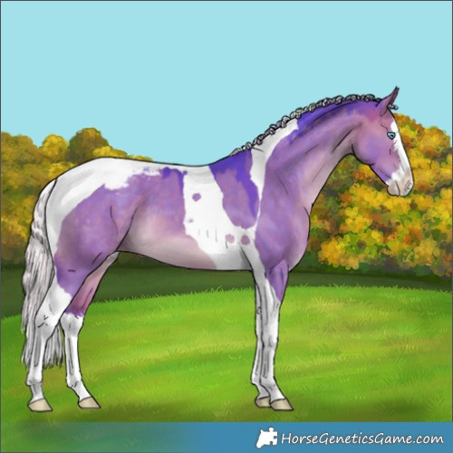 Horse Color:Watercolor Silver Brown Dun Splash Tobiano Appaloosa 