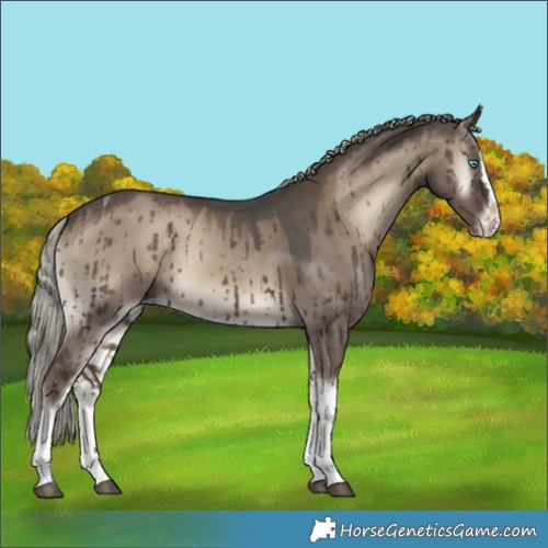 Horse Color:Silver Grullo Onyx Splash Tobiano Appaloosa Rabicano Brindle 
