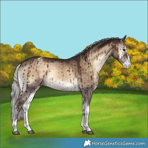 Horse Color:Silver Brown Onyx Splash Tobiano Appaloosa Brindle