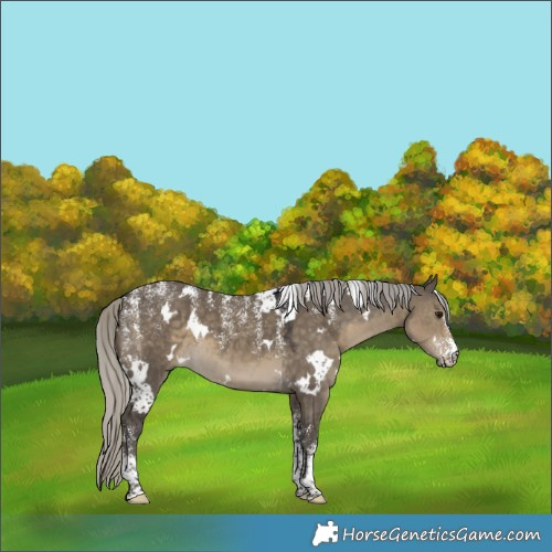 Horse Color:Powder White White Spotted Silver Smoky Grullo 