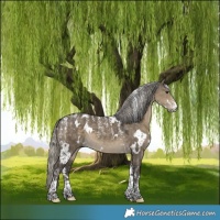 Horse Color:Powder White White Spotted Silver Smoky Grullo 