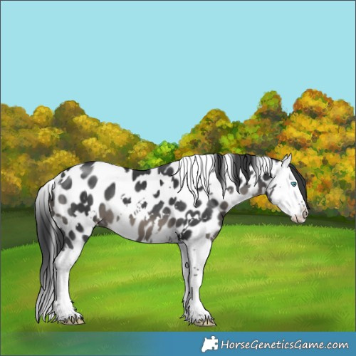 Horse Color:White Spotted Black Splash Near Leopard 