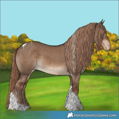 Horse Color:Liver Red Dun Tobiano Appaloosa