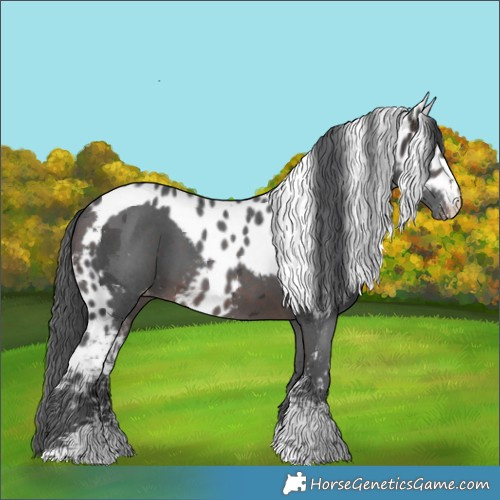 Horse Color:Brown Merle Sabino Skewed Appaloosa