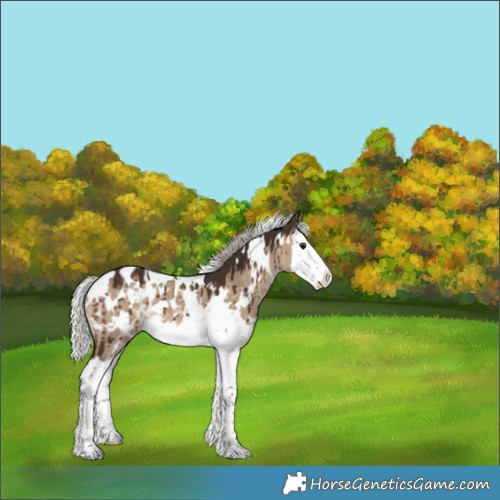 Horse Color:White Spotted Silver Bay Dun Splash Appaloosa Brindle 