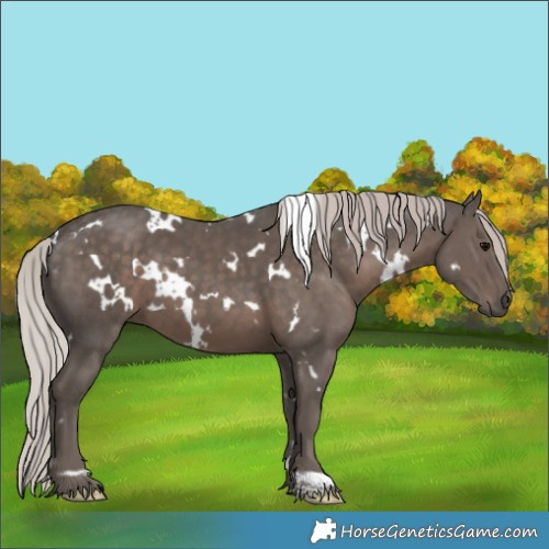 Horse Color:White Spotted Silver Black 