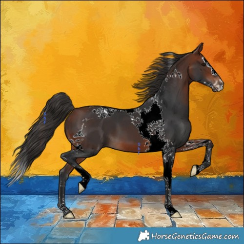 Horse Color:Bay Splash Tobiano 