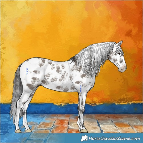 Horse Color:Smoky Grullo Sabino Rabicano 