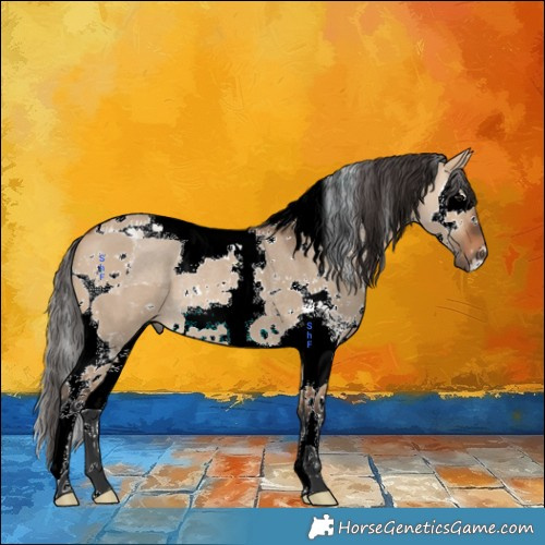 Horse Color:Bay Dun Sabino Splash Tobiano Rabicano