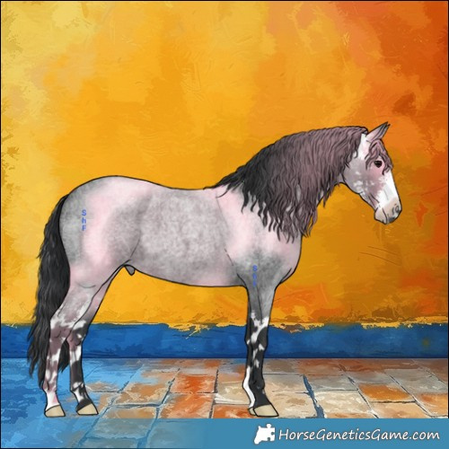 Horse Color:Blue Roan Sabino 