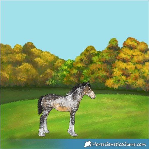 Horse Color:Buckskin Ice Tobiano 