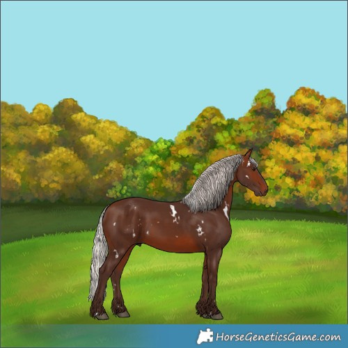 Horse Color:White Spotted Silver Brown
