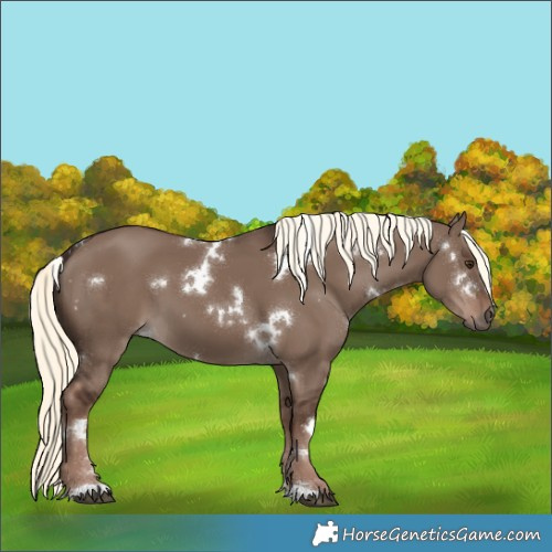 Horse Color:White Spotted Liver Red Dun Mushroom 