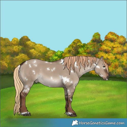 Horse Color:White Spotted Liver Red Dun 