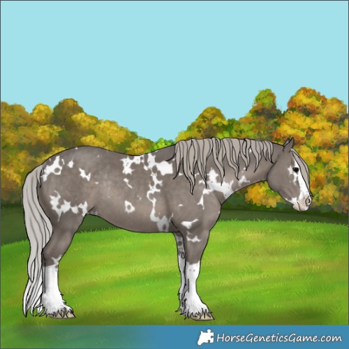 Horse Color:White Spotted Silver Black Splash Rabicano 