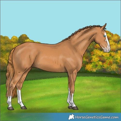 Horse Color:Chestnut Splash