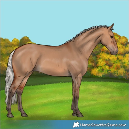 Horse Color:Silver Bay Dun 