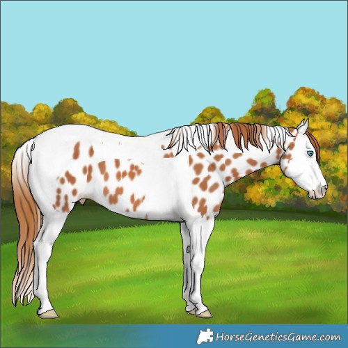 Horse Color:Chestnut Splash Tobiano Leopard