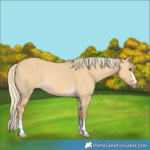 Horse Color:Palomino Dun
