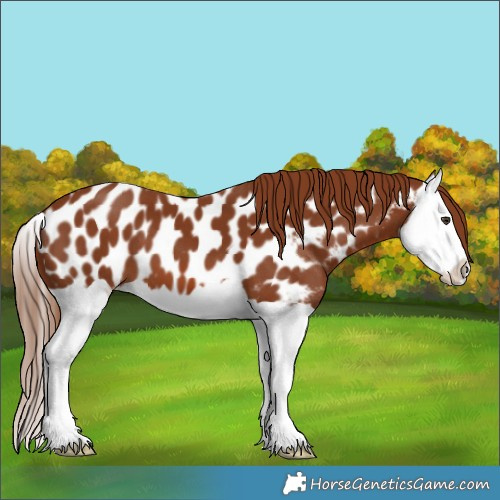 Horse Color:Chestnut Splash Near Leopard 