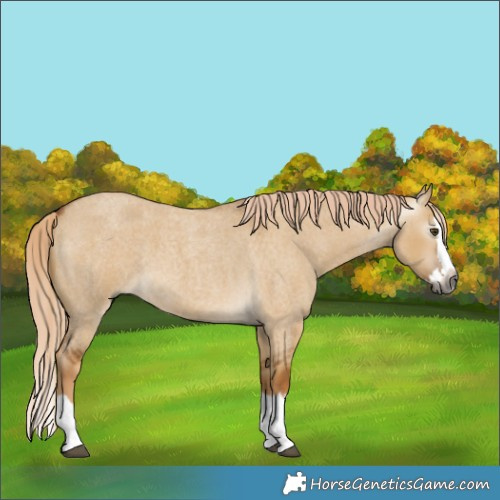 Horse Color:Gray Palomino Roan Dun Splash