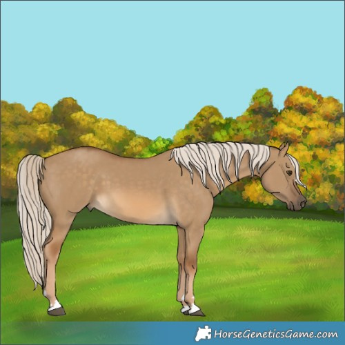 Horse Color:Chocolate Palomino Dun 