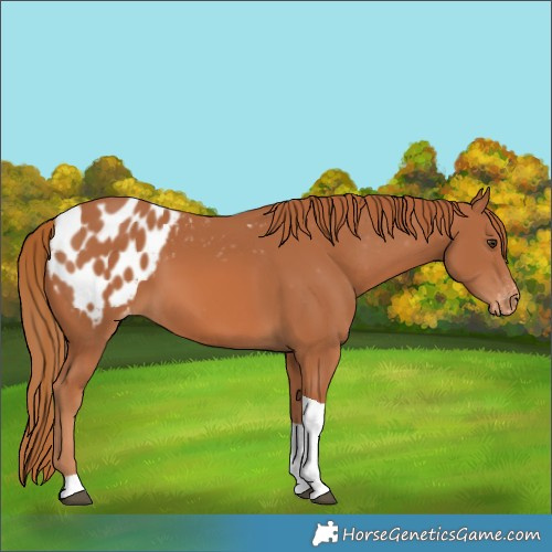 Horse Color:Chestnut Tobiano Blanket