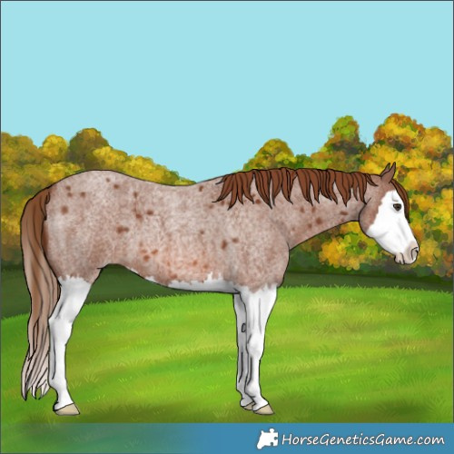Horse Color:Red Roan Splash