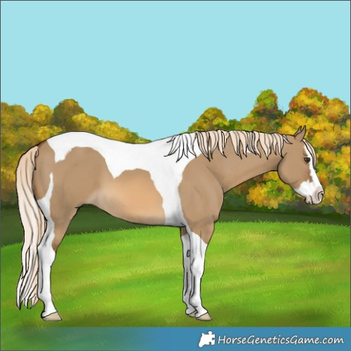 Horse Color:Chocolate Palomino Dun Splash Tobiano