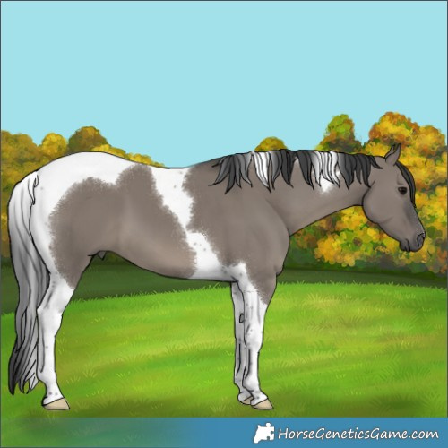 Horse Color:Grullo Tobiano