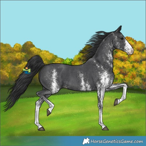 Horse Color:White Spotted Black 