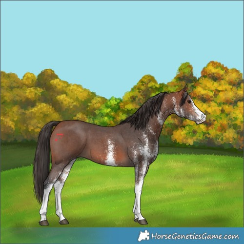 Horse Color:White Spotted Bay 