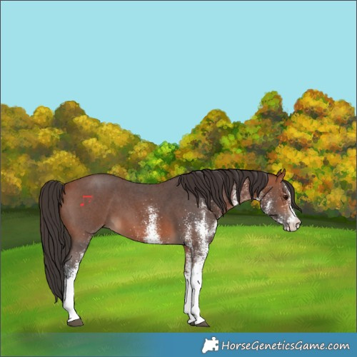 Horse Color:White Spotted Bay 