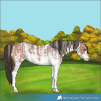 Horse Color:Powder White White Spotted Bay